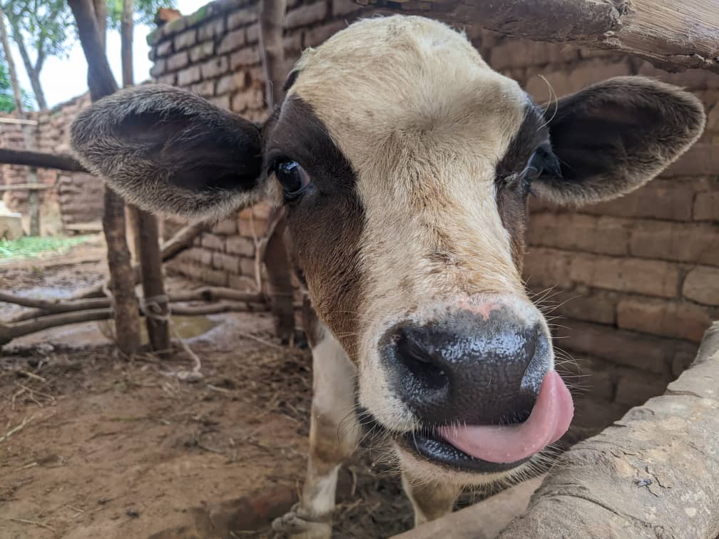 Cow with tongue sticking out