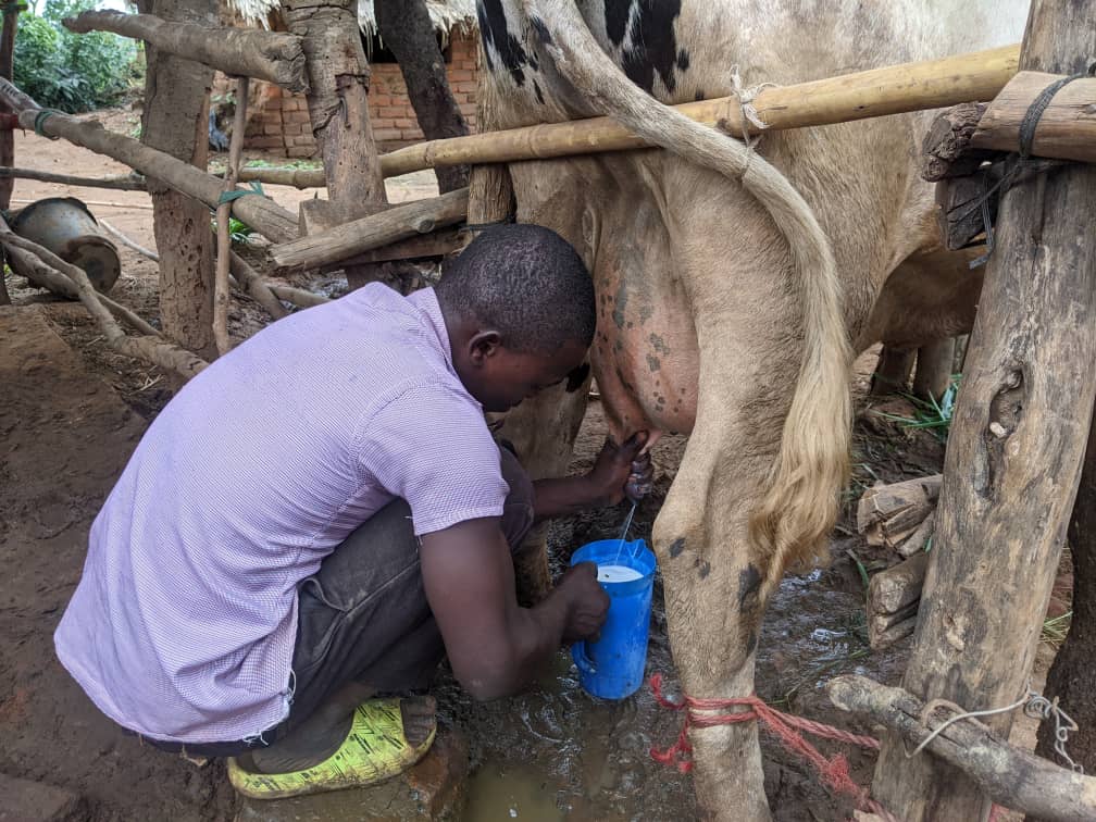 Boy milking cow